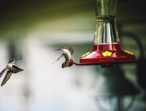 Hummingbird Feeder Leaking? Here's How to Fix It.